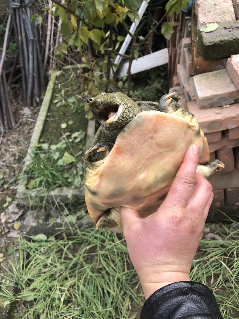 生态野生甲鱼。需要欢迎订购。