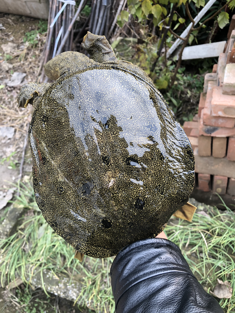 野生甲鱼，纯野生。水库甲鱼！