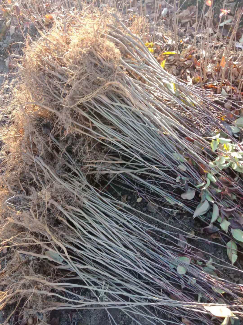 供应各种规格山丁子苗、大中小都有
