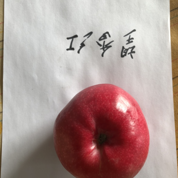 供应望香红苹果苗、二刀望香红苹果苗
