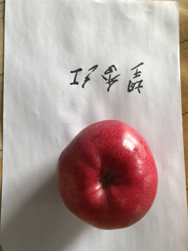 供应望香红苹果苗、二刀望香红苹果苗
