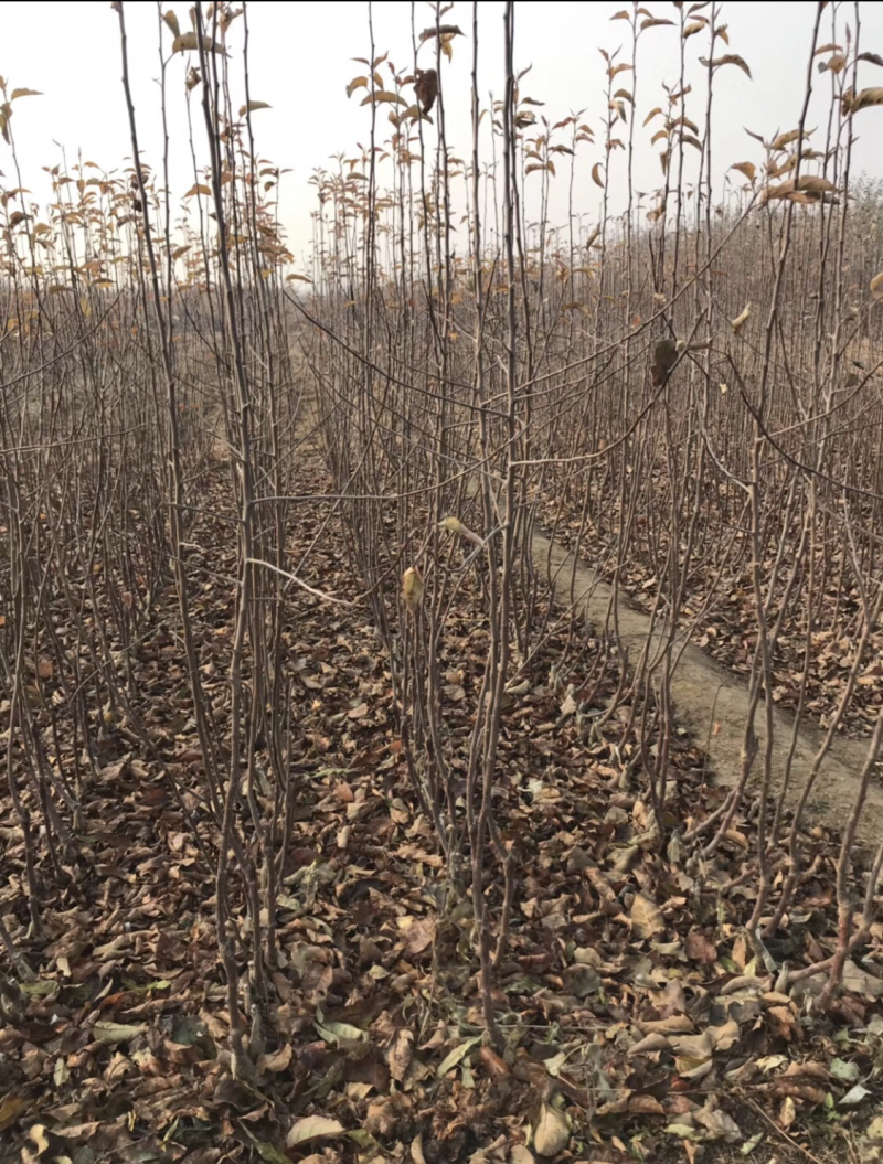 供应望香红苹果苗、二刀望香红苹果苗