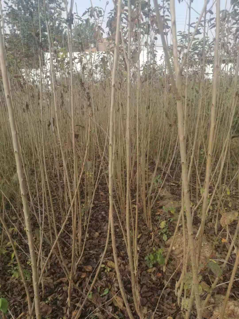供应各种规格大樱桃苗、大樱桃小树