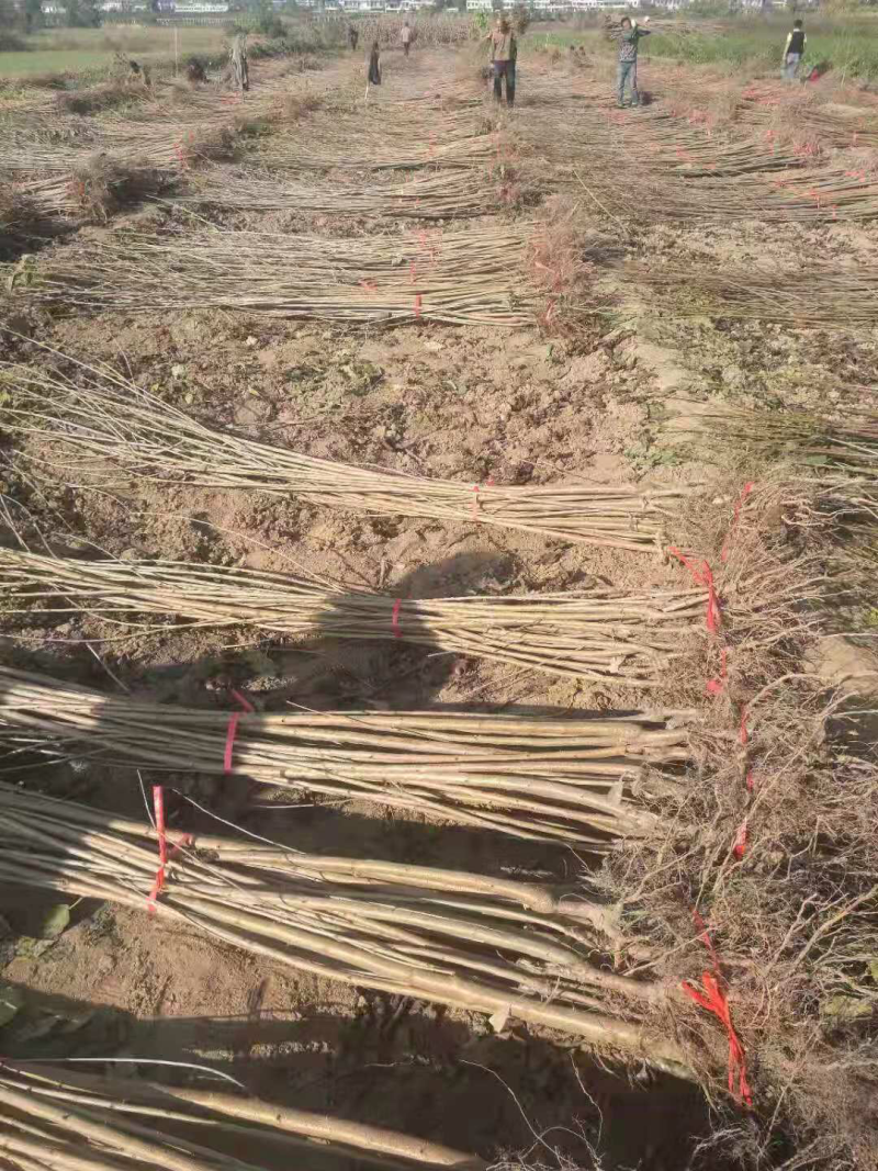 供应各种规格大樱桃苗、大樱桃小树