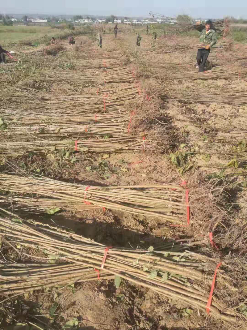 供应各种规格大樱桃苗、大樱桃小树