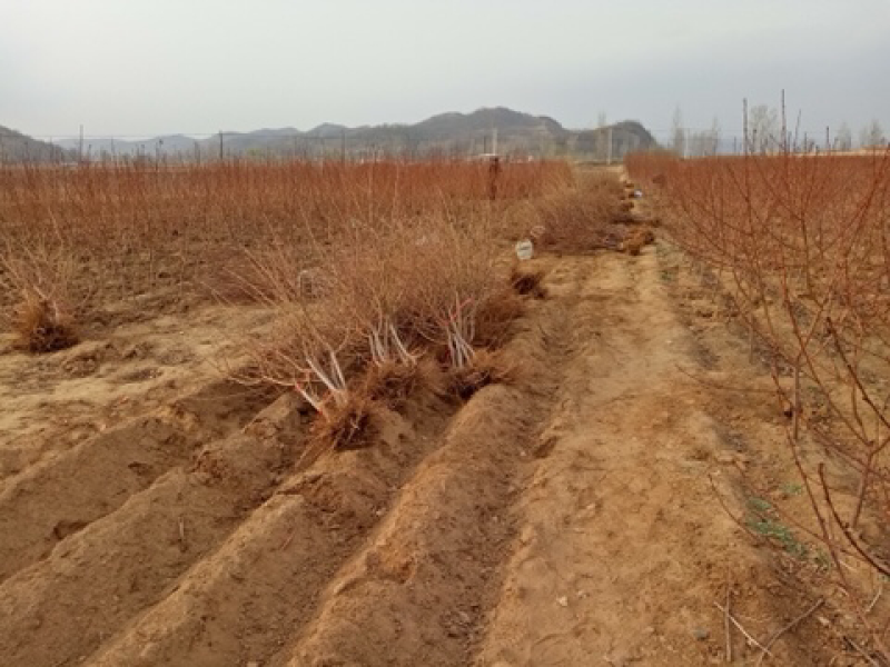 供应早油王桃树苗、果个半斤以上，品种保证，可签合同