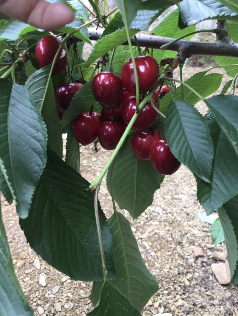俄罗斯八号大樱桃苗、口感香甜，肉厚多汁，平均果重25克