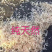 虾皮