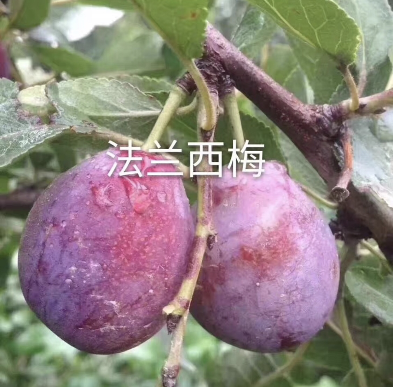 优质西梅李子苗、价格便宜质量好