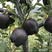 供应黑苹果苗、美国黑苹果苗、优质黑苹果苗