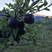 供应黑苹果苗、美国黑苹果苗、优质黑苹果苗