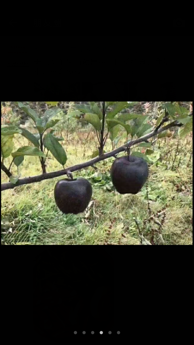 供应黑苹果苗、美国黑苹果苗、优质黑苹果苗