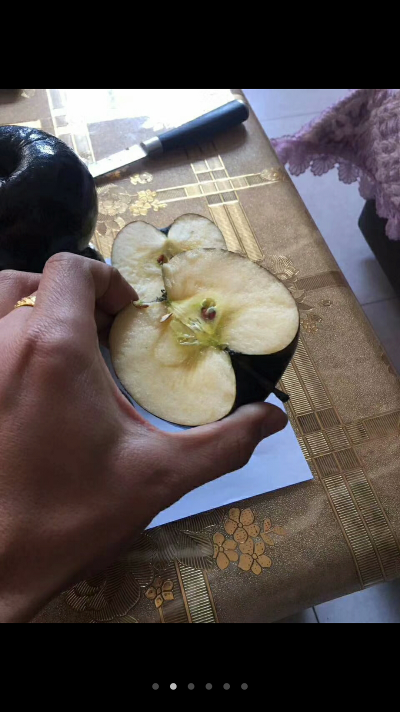 供应黑苹果苗、美国黑苹果苗、优质黑苹果苗
