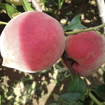 供应辽宁、冬桃树苗，口感甜脆，甘甜可口，果色艳丽