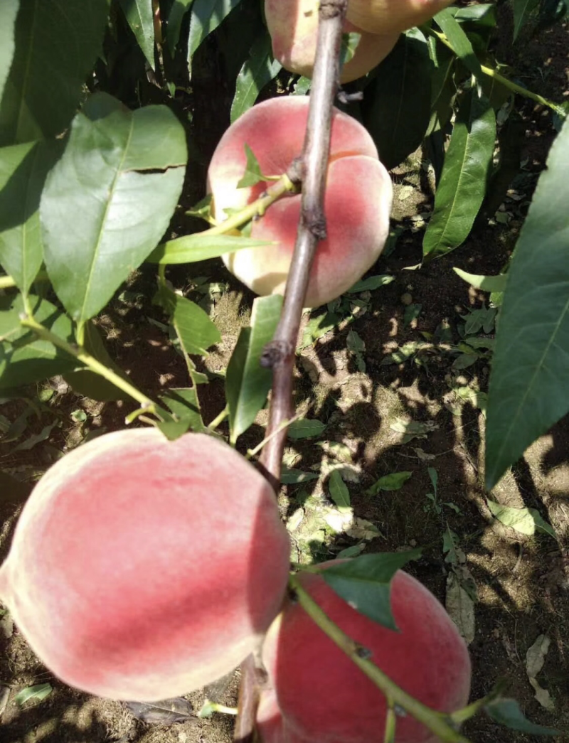 供应辽宁、冬桃树苗，口感甜脆，甘甜可口，果色艳丽