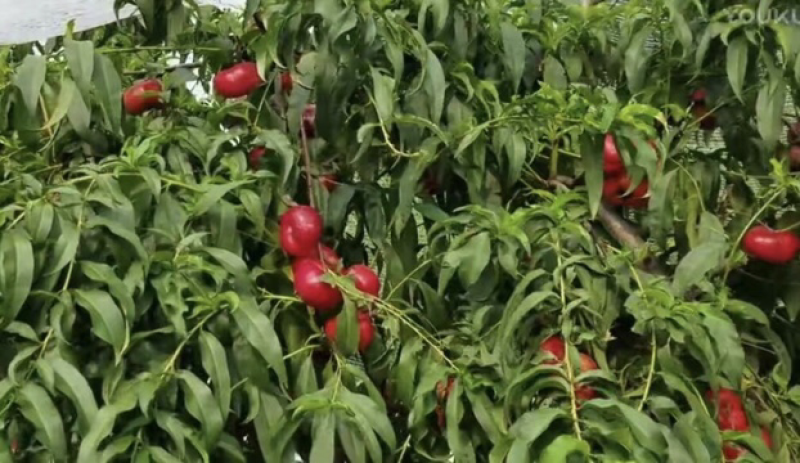 供应油蟠7-7桃树苗、油蟠5桃树苗、蟠桃苗、