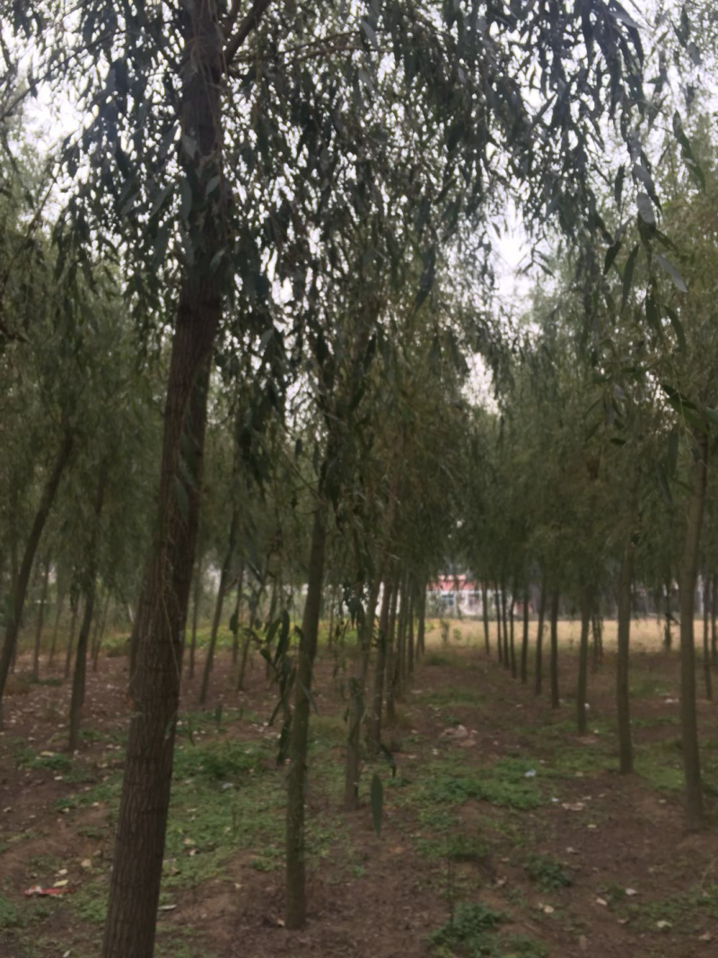 栾树