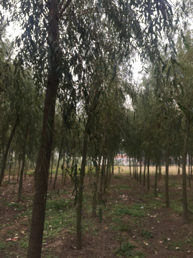 栾树