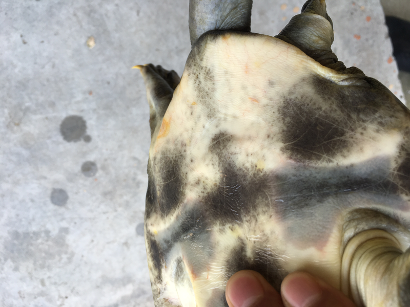 土鱼精品甲鱼水鱼团鱼黑花甲鱼五朵金花