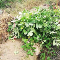 优质吴茱萸苗中花吴茱萸吴茱萸苗子吴茱萸种苗