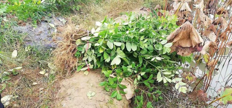 优质吴茱萸苗中花吴茱萸吴茱萸苗子吴茱萸种苗