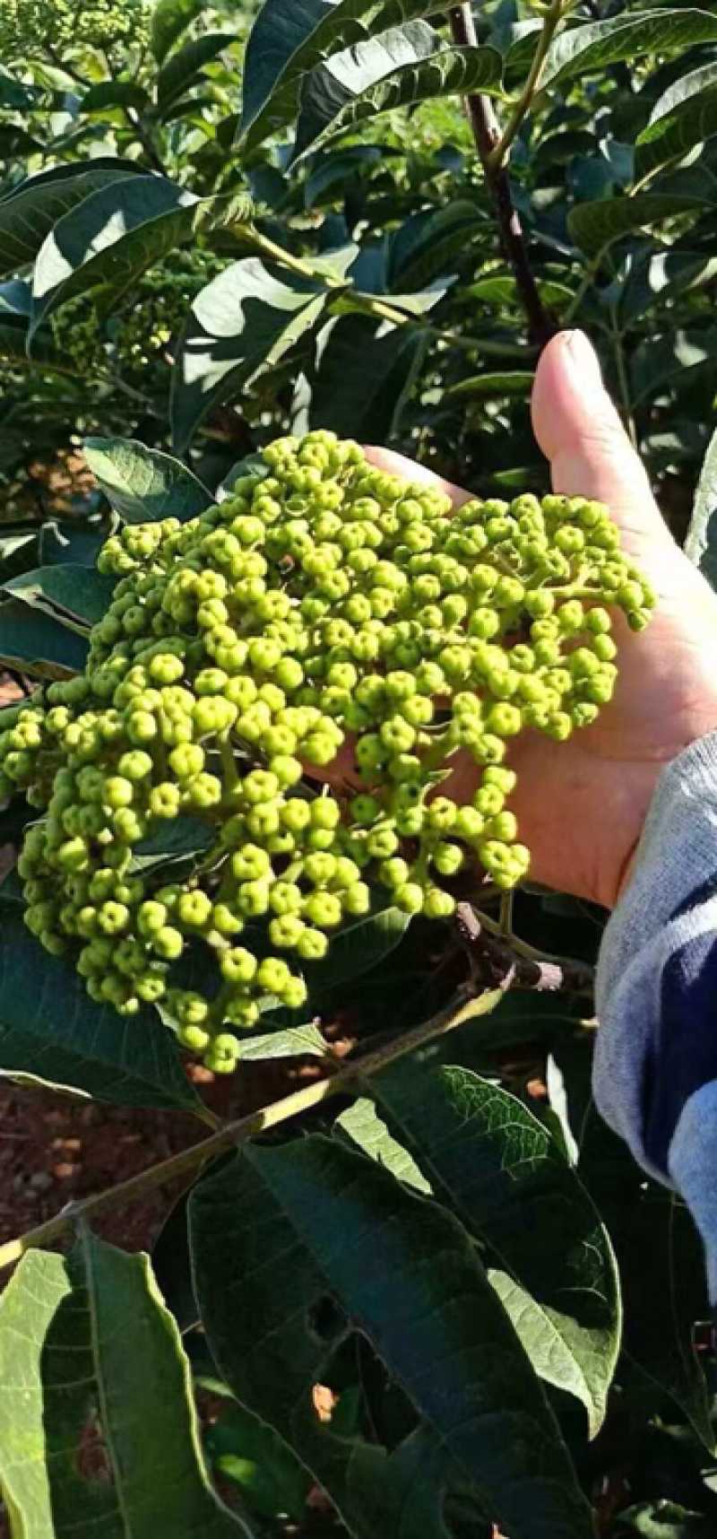 吴茱萸苗中花吴茱萸吴茱萸苗子吴茱萸种苗
