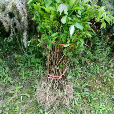 吴茱萸苗中花吴茱萸吴茱萸苗子吴茱萸种苗
