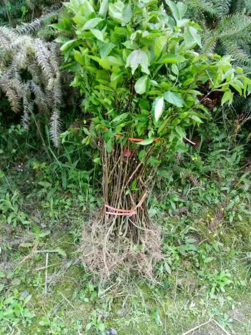 吴茱萸苗中花吴茱萸吴茱萸苗子吴茱萸种苗