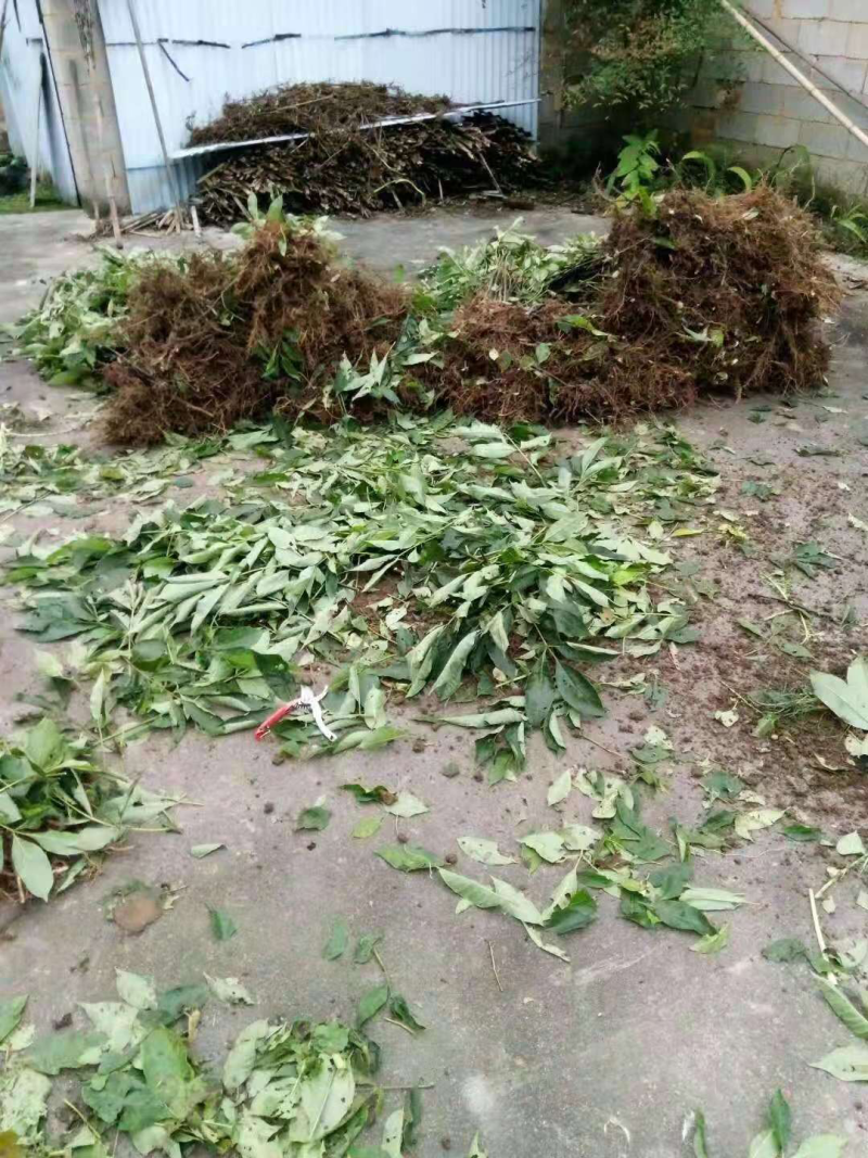 吴茱萸苗中花吴茱萸吴茱萸苗子吴茱萸种苗