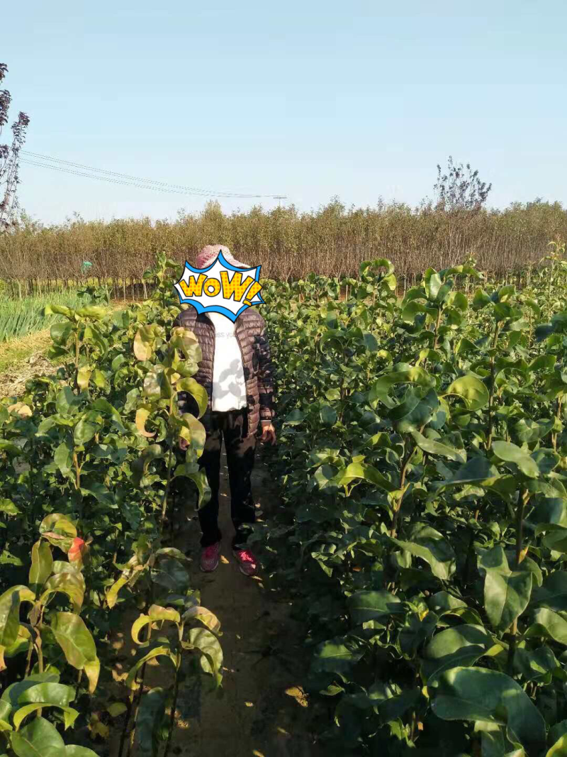 梨树小苗