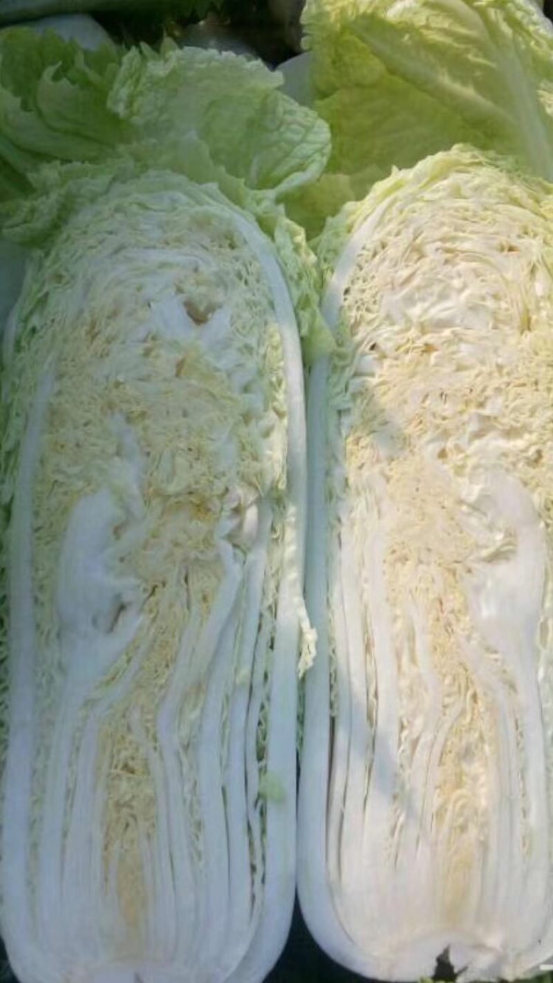 白菜