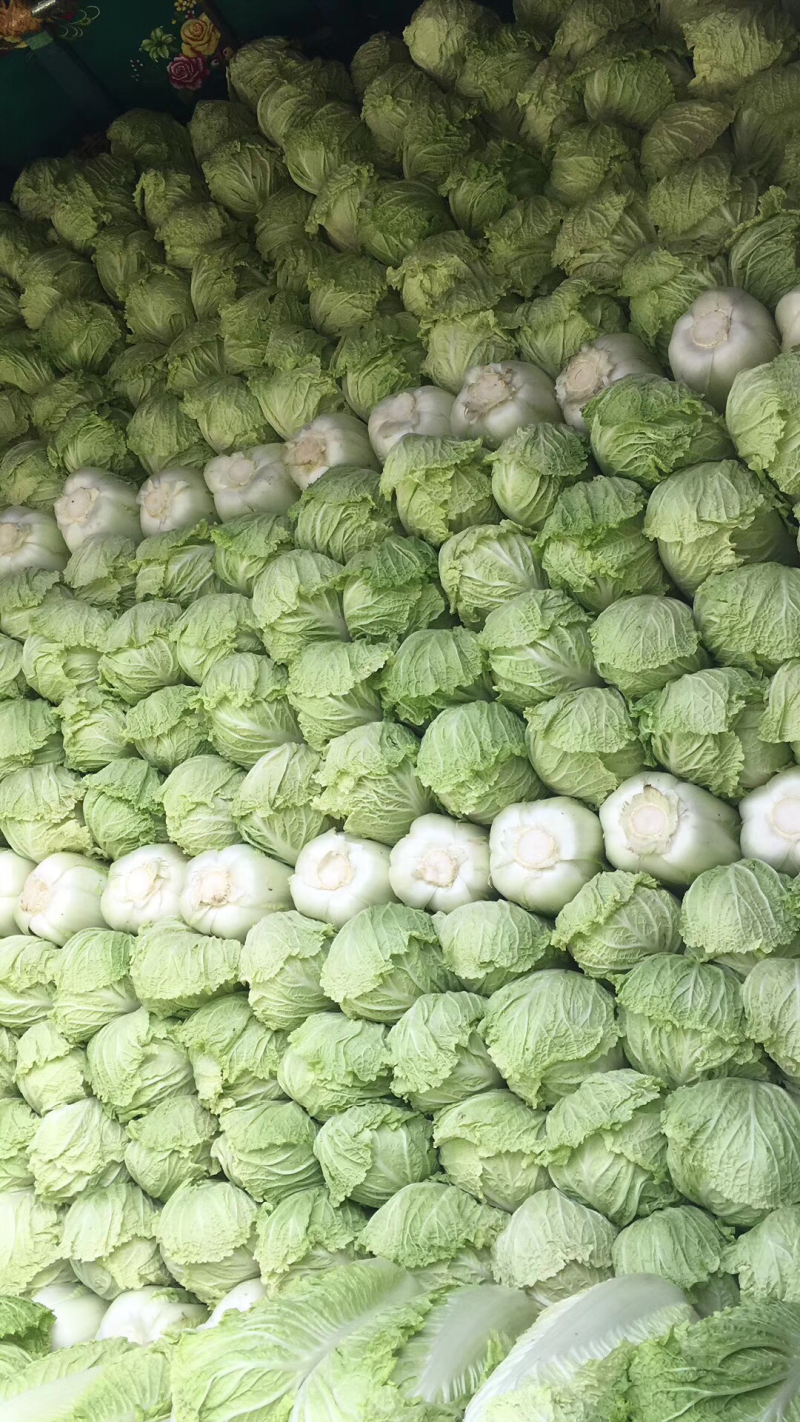 白菜
