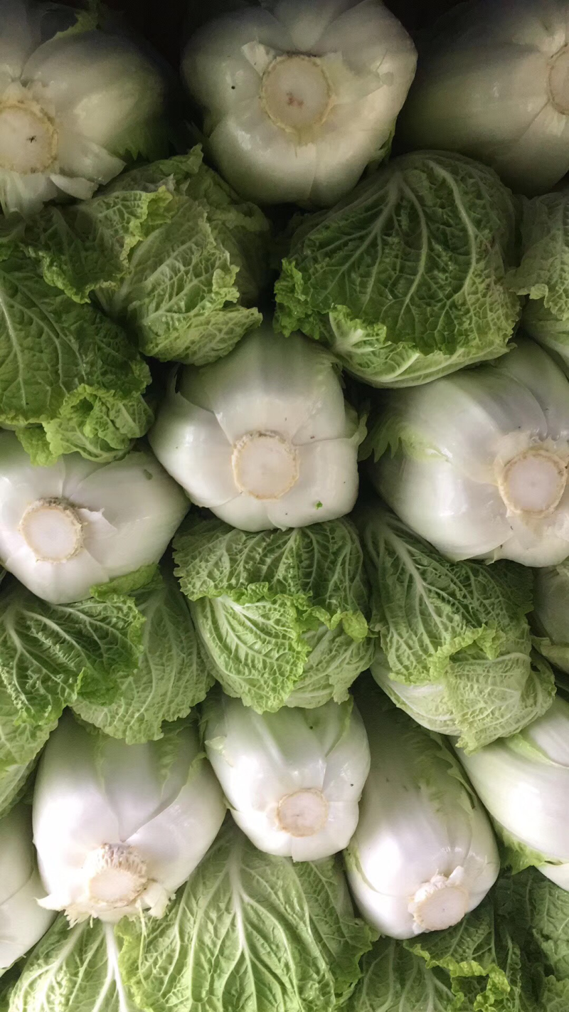 白菜