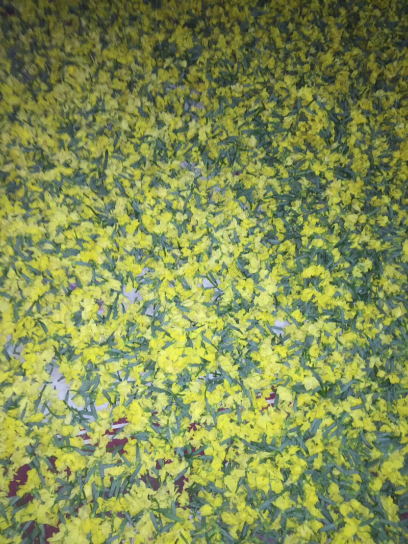 精品特菜黄瓜花