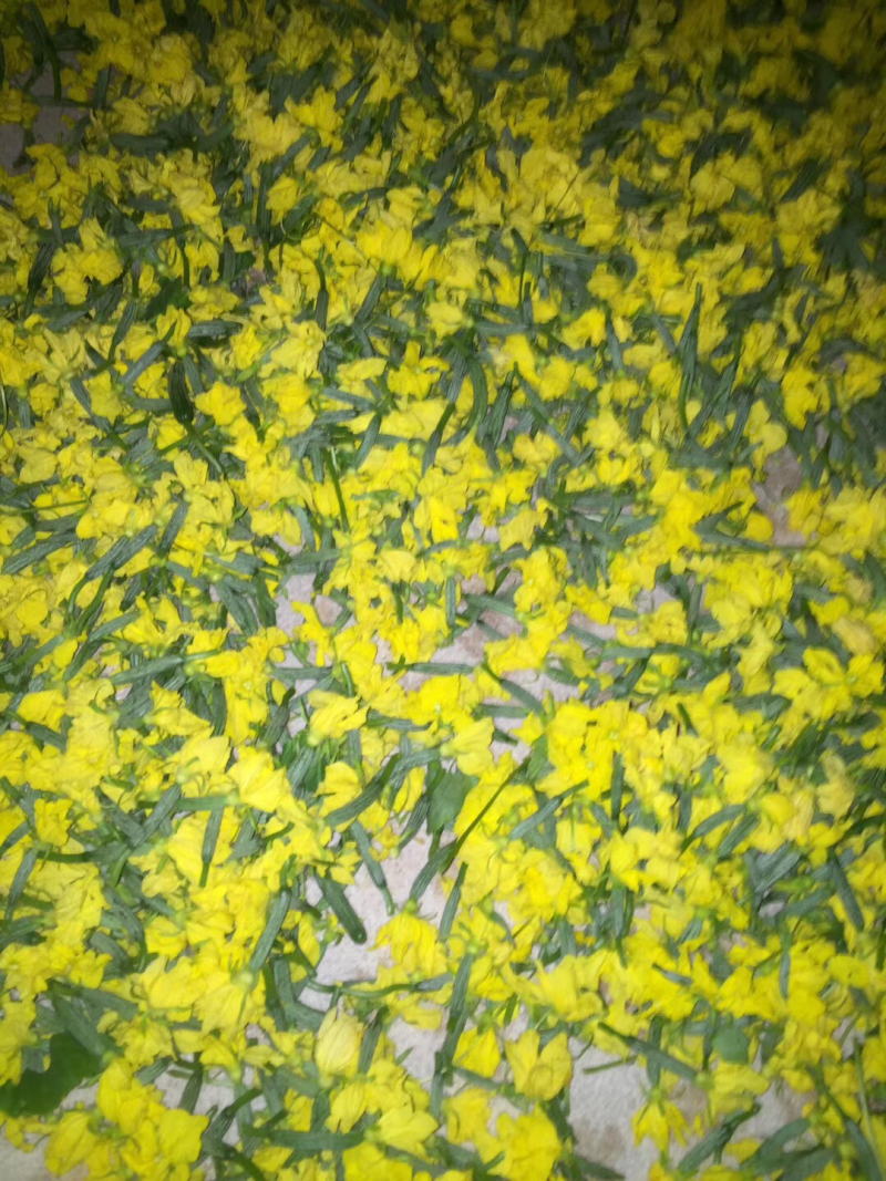 精品特菜黄瓜花