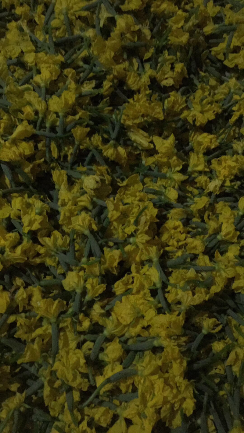 精品特菜黄瓜花