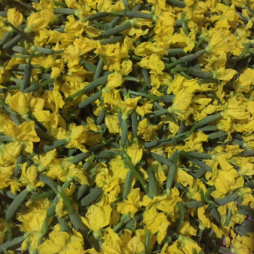 精品特菜黄瓜花