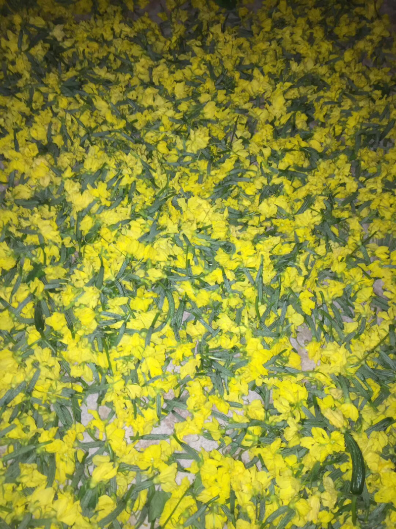 精品特菜黄瓜花