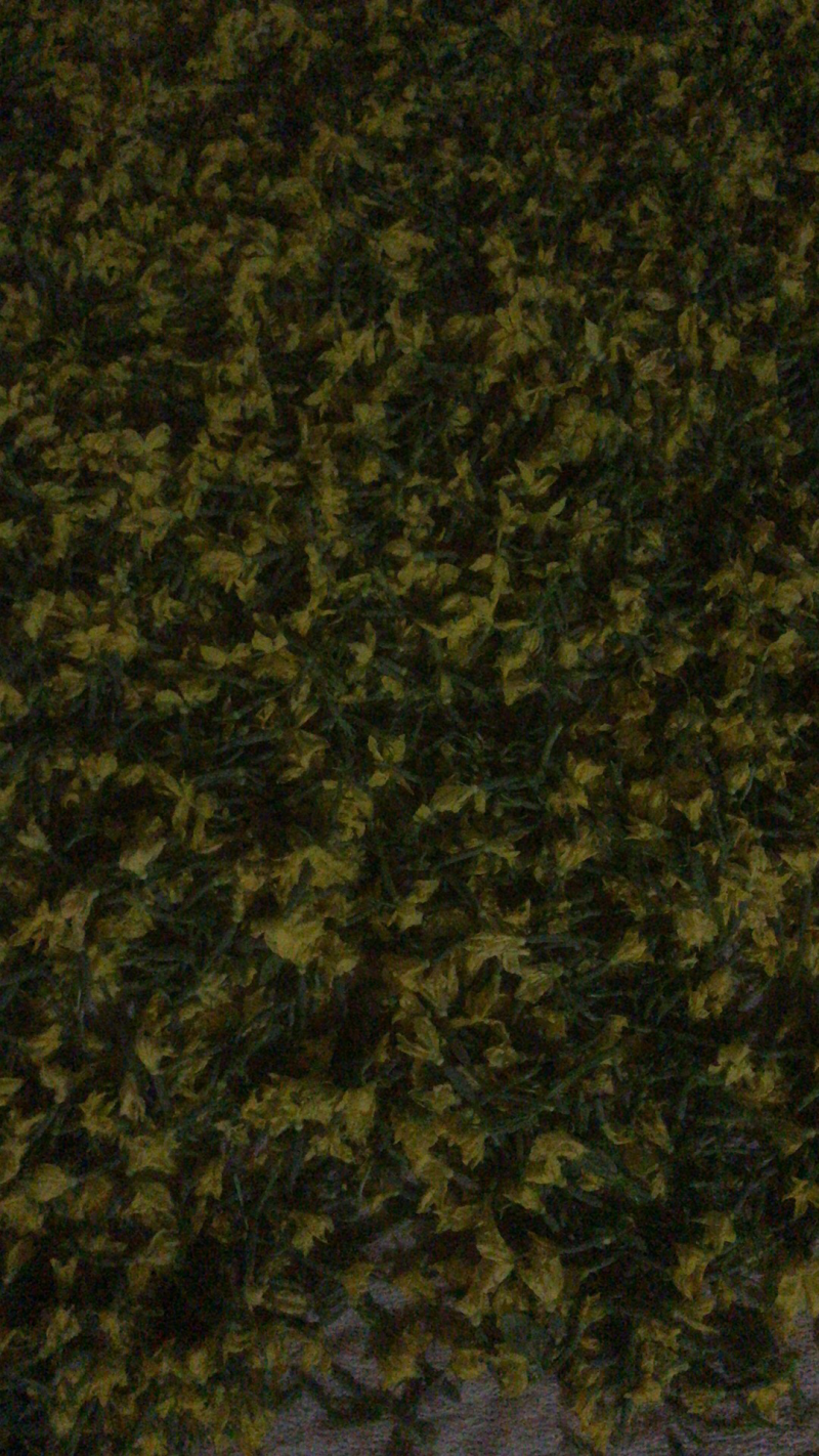 精品特菜黄瓜花