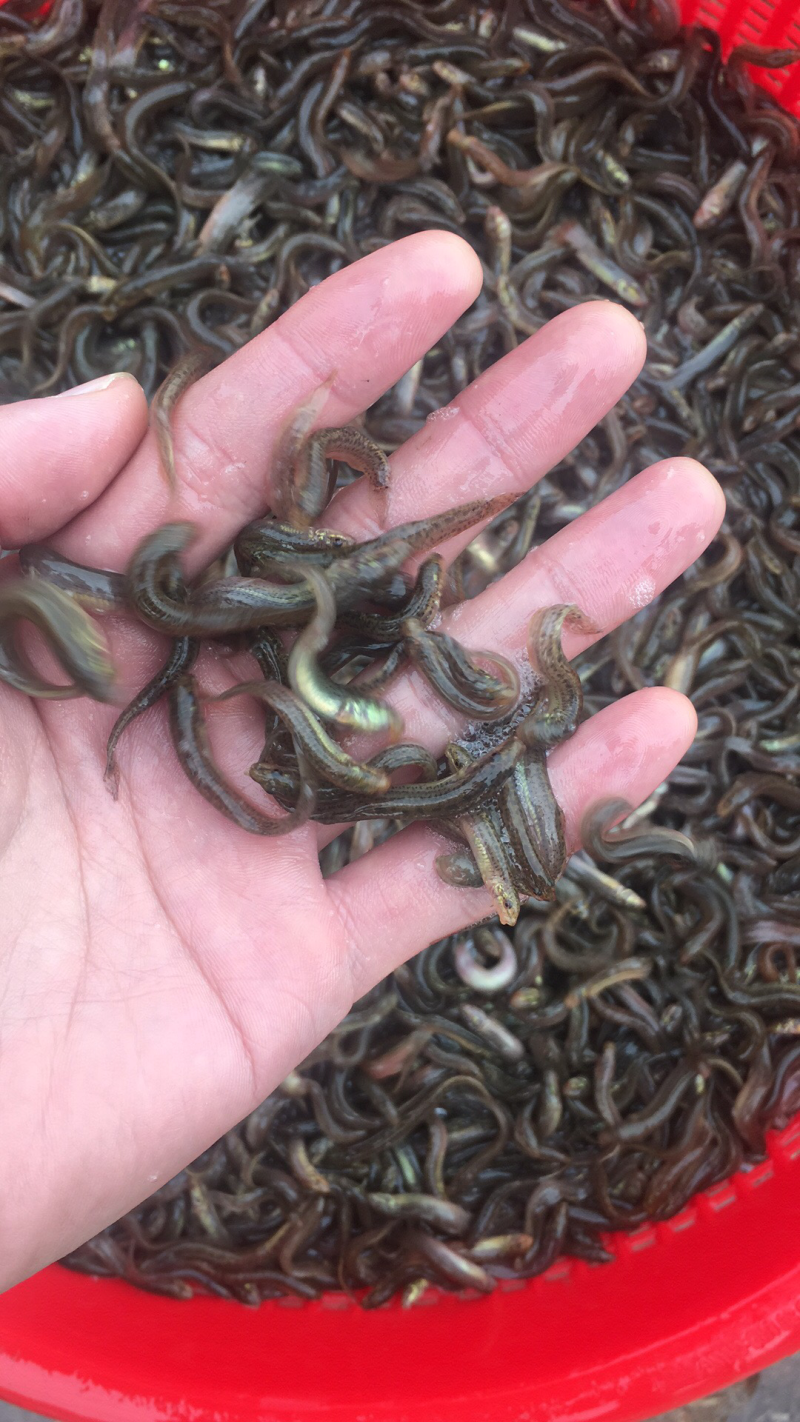 泥鳅苗台湾泥鳅水花不钻洞生长快免费送货技术支持包回收