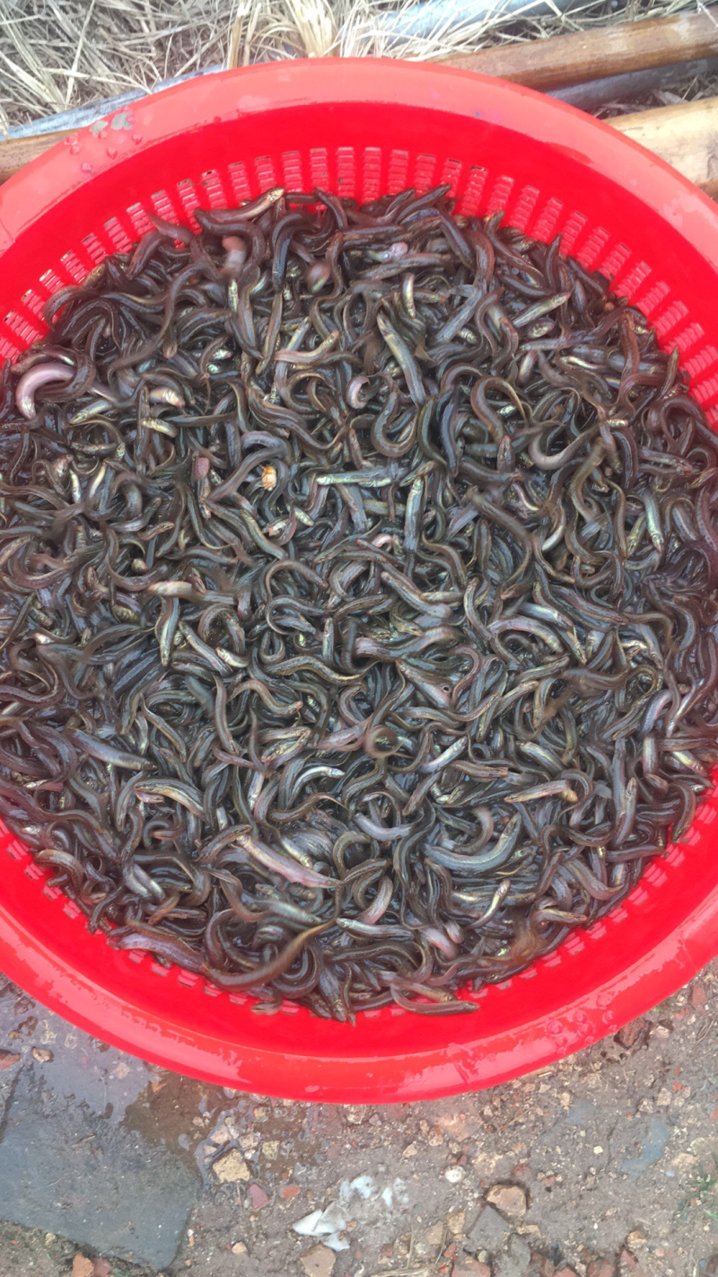 泥鳅苗台湾泥鳅水花不钻洞生长快免费送货技术支持包回收