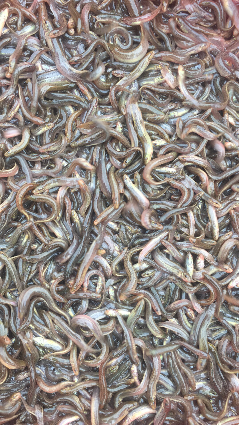 泥鳅苗台湾泥鳅水花不钻洞生长快免费送货技术支持包回收