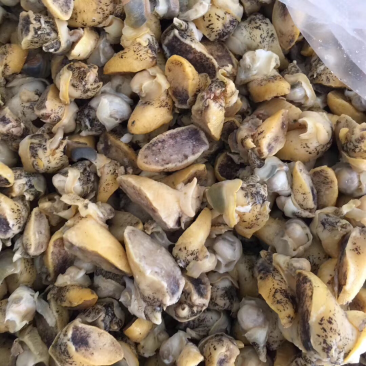 假鲍鱼肉珍珠鲍