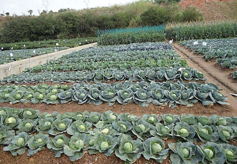 丘陵黑土种植小茎绿叶甘蓝
