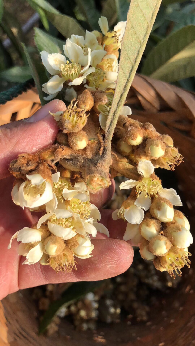 苏州西山正宗古法熬制枇杷膏，绝对正