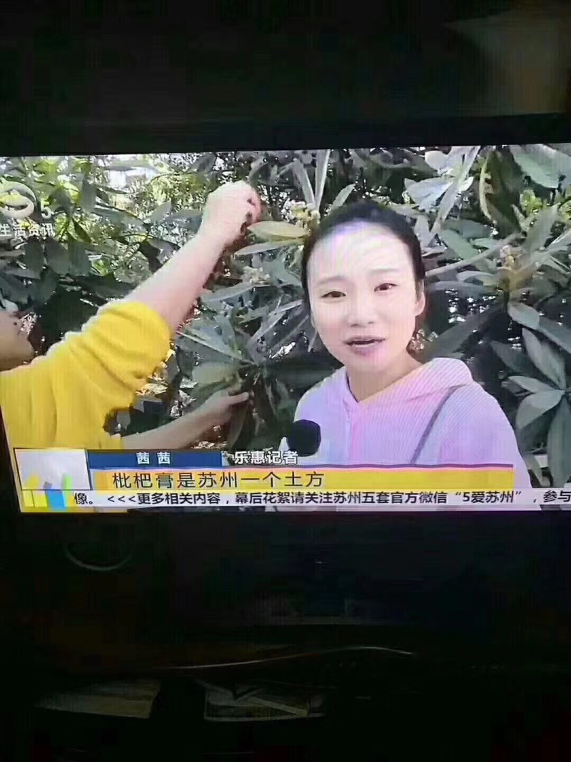 苏州西山正宗古法熬制枇杷膏，绝对正