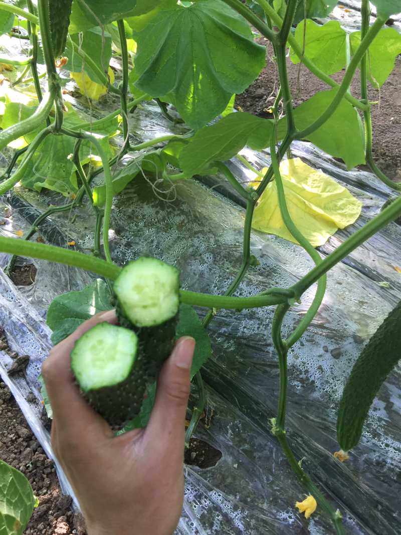 内蒙-黄瓜-密刺黄瓜顶花带刺黑绿密刺供各大超市市场