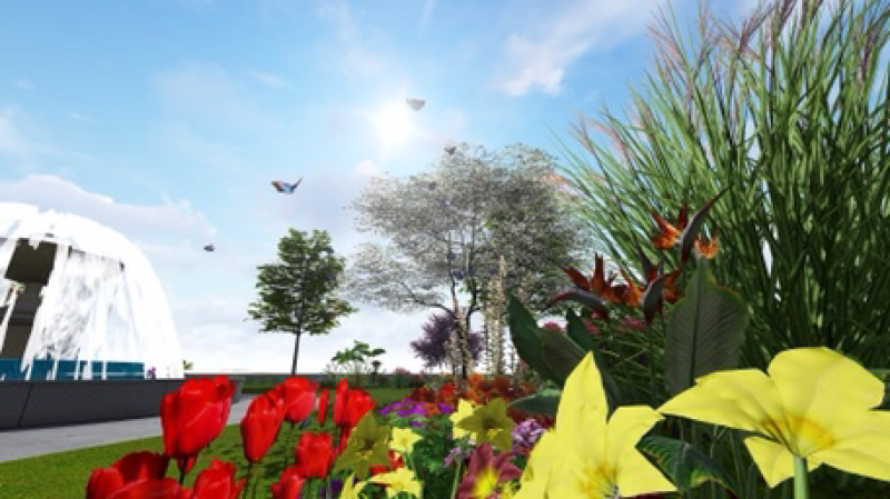 供应鸡爪槭，造型树，变色枫树各种品种，各种规格，量大优惠