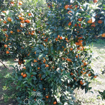 砂糖橘