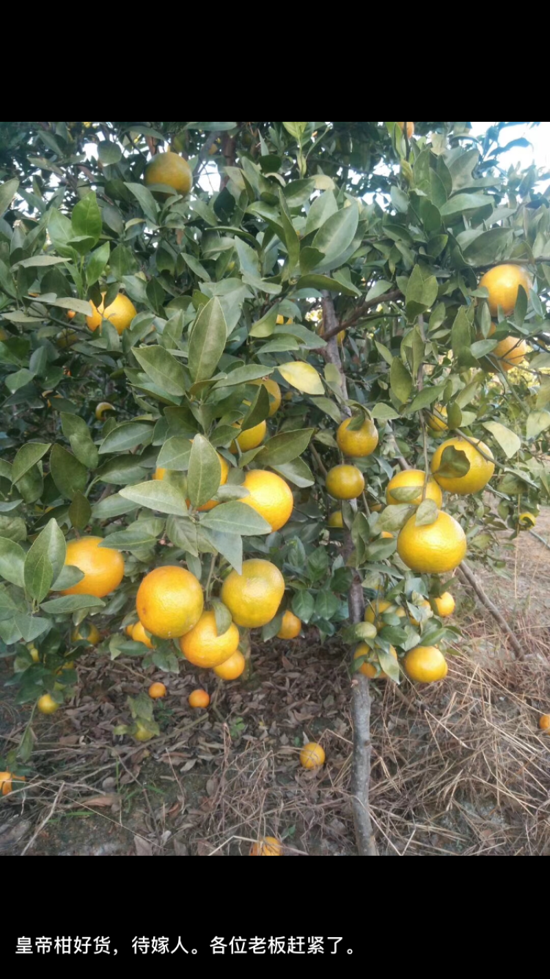 供应皇帝橘沙糖橘沃柑